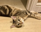 сококе кот